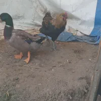 مرغ محلی خروس محلی ۵۰۰|حیوانات مزرعه|چالوس, |دیوار