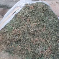 علوفه  گاو وگوسفند