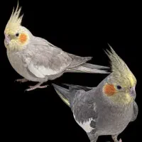 فروش عروس هلندی دستی
