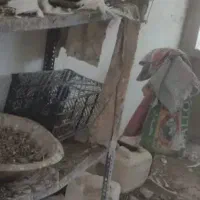 کبوتر|پرنده|خسروشاه, |دیوار