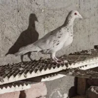 جوانه نامور