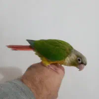 طوطی گرینچیک|پرنده|رشت, کوی فکوری|دیوار