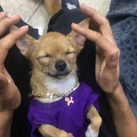 سگ شیواوا ماده|سگ|شهریار, شهرک شاهد|دیوار