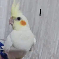 عروس هلندی سه عدد|پرنده|صحنه, |دیوار