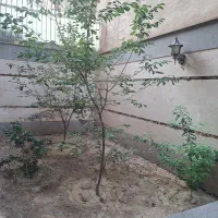 فروش یا واگذاری نهال|حراج|تهران, فلاح|دیوار