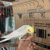 عروس هلندی سخنگو