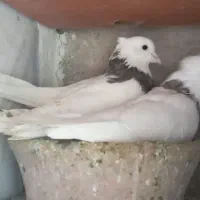 کبوتر|پرنده|قروه, |دیوار