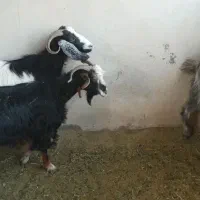 فروش ۳تا بز بزرگ دانه ای۱۰نیم میلیون شهرستان مهران