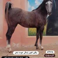 اسب درجه یک