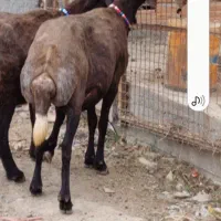 ۲عدد شیشک آوستان