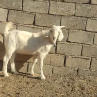 مال درجه یک وخشکل دورگ سانن|حیوانات مزرعه|تربت جام, جلگه موسی آباد|دیوار