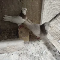 یک جفت کبوتر طوقی سرخ|پرنده|مبارکه, |دیوار