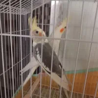 عروس هلندی یه جفت