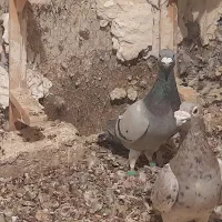 ۳ تا نر زرنگ و زد خوردی. فیض اباد