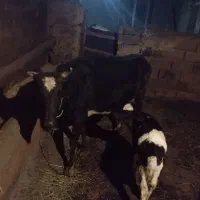 گاوه گوساله|حیوانات مزرعه|بیجار, |دیوار