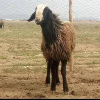 دام شال دام داری نوین نژاد شال