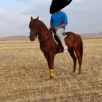 اسب نریان|اسب و تجهیزات اسب‌سواری|سردرود, |دیوار