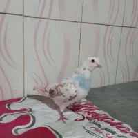 کفتر