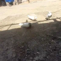 کبوتر