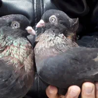 کبوتر کفتر سوسنی سرخ زاغ اراکی بمبوی|پرنده|شهرضا, |دیوار