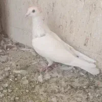 کفتر کبکی