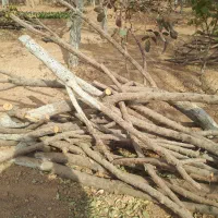 چوب و الوار خشک از درخت های بادام و به|عمدهفروشی|شاهینشهر, گزبرخوار|دیوار