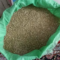 گندم دیمه