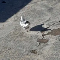 کفتر|پرنده|سیلاخور, |دیوار