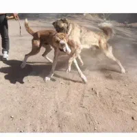 واگذاری سگ|سگ|نصر آباد, |دیوار