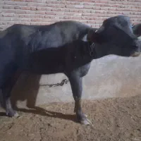 گاومیش ماده اصیل سالم|حیوانات مزرعه|بناب, |دیوار