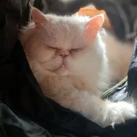 گربه پرشین شجره دار
