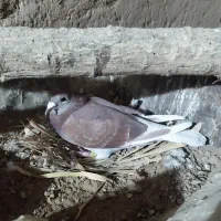 کبوتر اوقون پلاکی