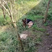 سگ ژرمن شولاین اصلی ماده|سگ|رشت, حومه رشت|دیوار