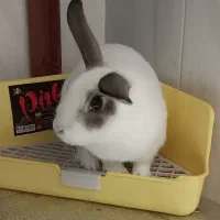 خرگوش باهوش|موش و خرگوش|شاهین‌شهر, خانه کارگر|دیوار