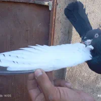 کفتر سینه