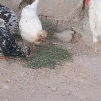 تخم مرغ گلین|حیوانات مزرعه|دالاهو, |دیوار