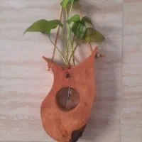 گلدان پتوس تنه درختی