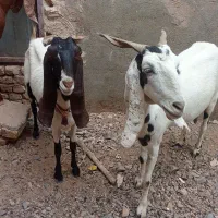 بزپاکستانی‌کاشمر