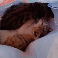 بچه گربه