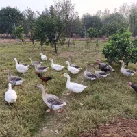 غاز - فروش ویژه|حیوانات مزرعه|بابل, |دیوار