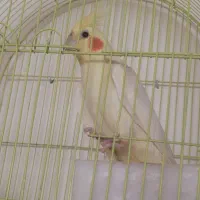 عروس هلندی بالغ و سالم|پرنده|محلات, |دیوار