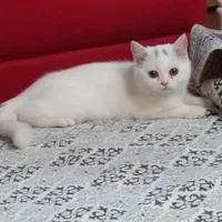 فروش بچه گربه ترکیبی ،پدر اسکاتیش مادر پرشین|گربه|بروجن, |دیوار