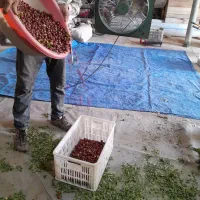 عناب|خوردنی و آشامیدنی|تبریز, |دیوار
