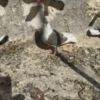 پشت کویتی ماده|پرنده|کاشمر, |دیوار