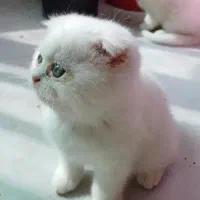 گربه بریتیش