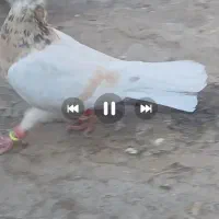 زرد هفرنگ ماده|پرنده|تاکستان, |دیوار