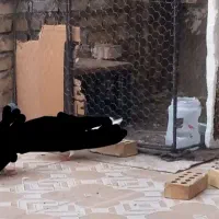 قفس پرنده