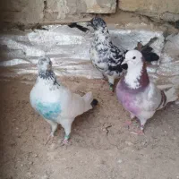 سه عدد کبوتر پرشی