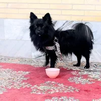 سگ پامر روباهی ماده|سگ|یزد, |دیوار