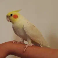 عروس هلندی سخن گو